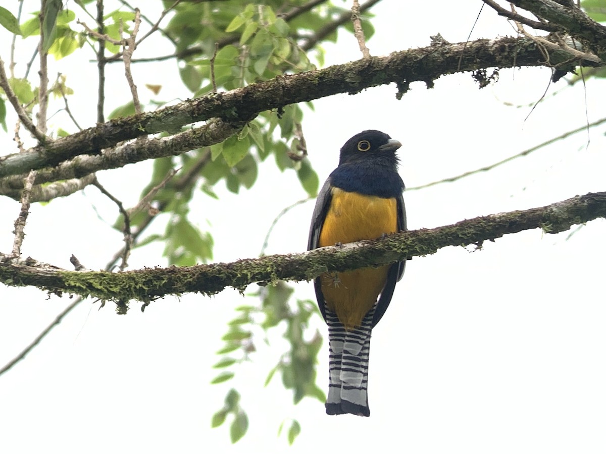 Mor Trogon - ML644175196