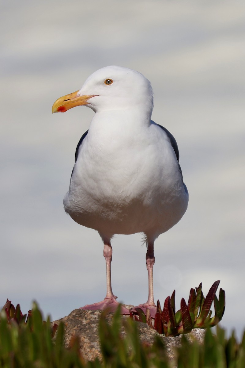 Western Gull - ML644175209