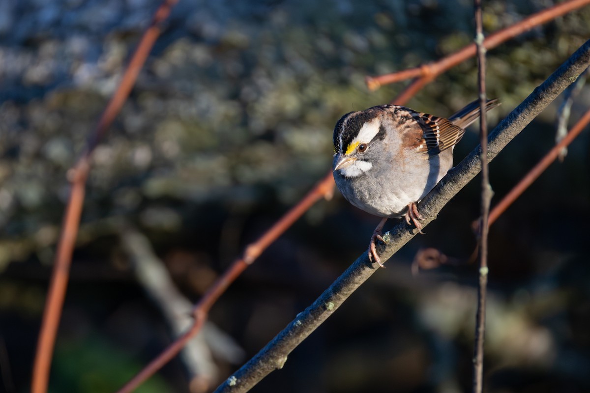White-throated Sparrow - ML644175210