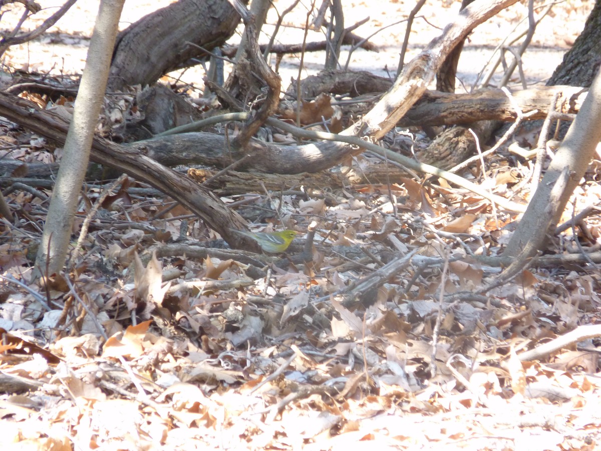 Pine Warbler - ML644175223