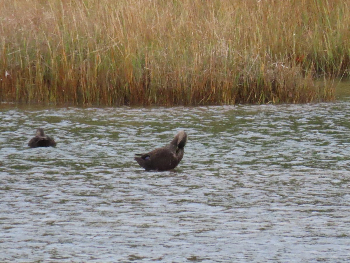 rødfotand - ML644175237