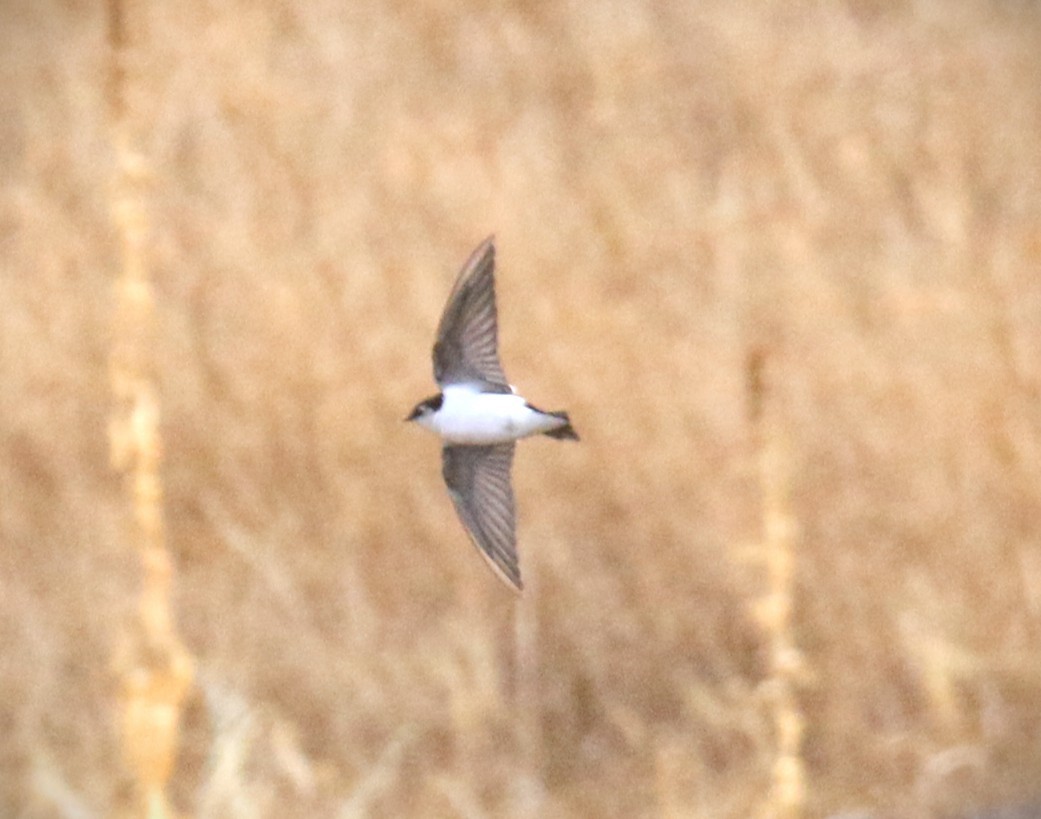 Violet-green Swallow - ML644175256