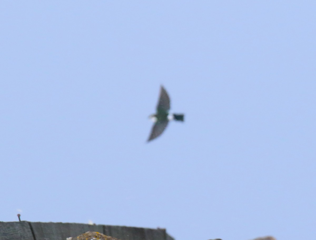Violet-green Swallow - ML644175257