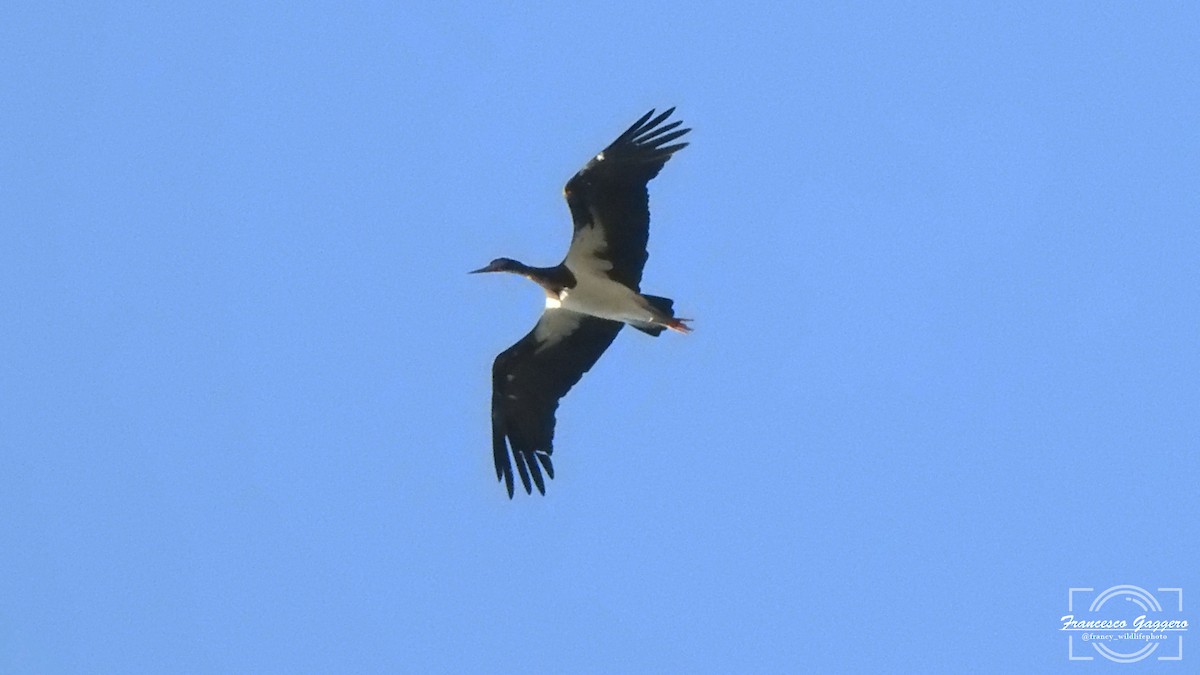 Abdim's Stork - ML644175259