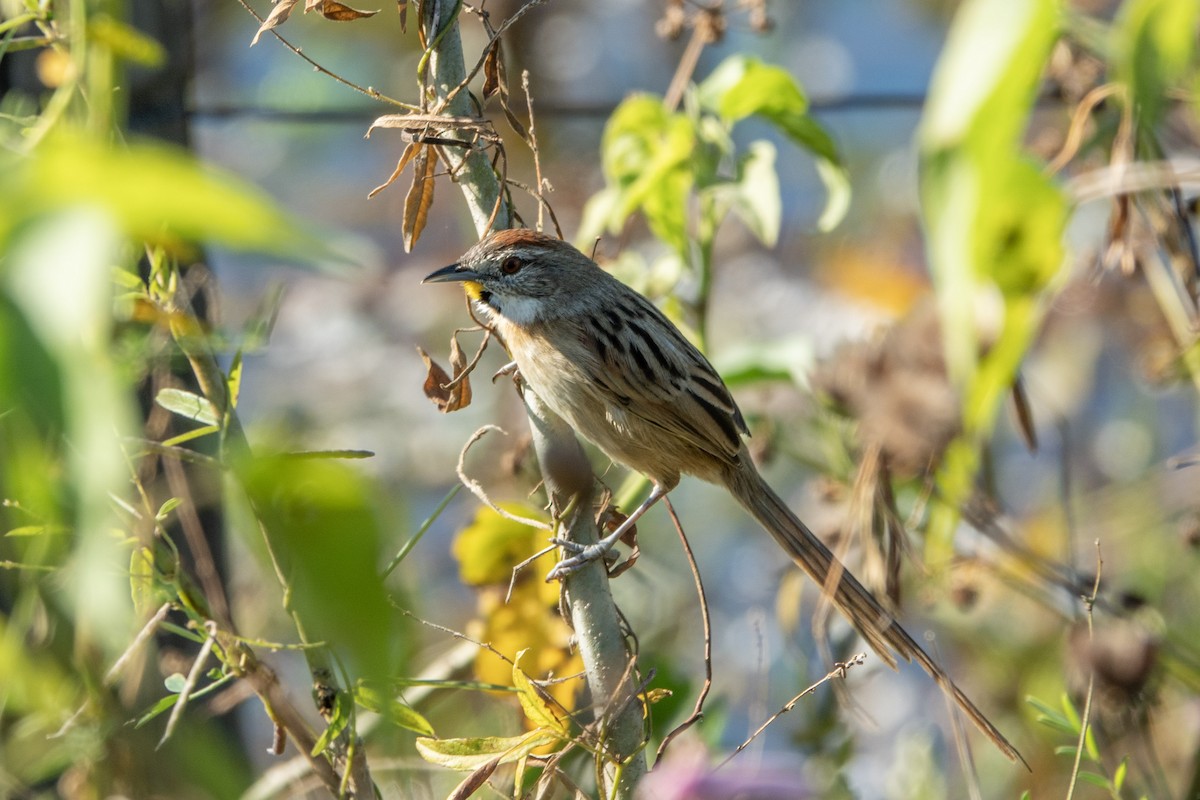 Chotoy Spinetail - ML644175274
