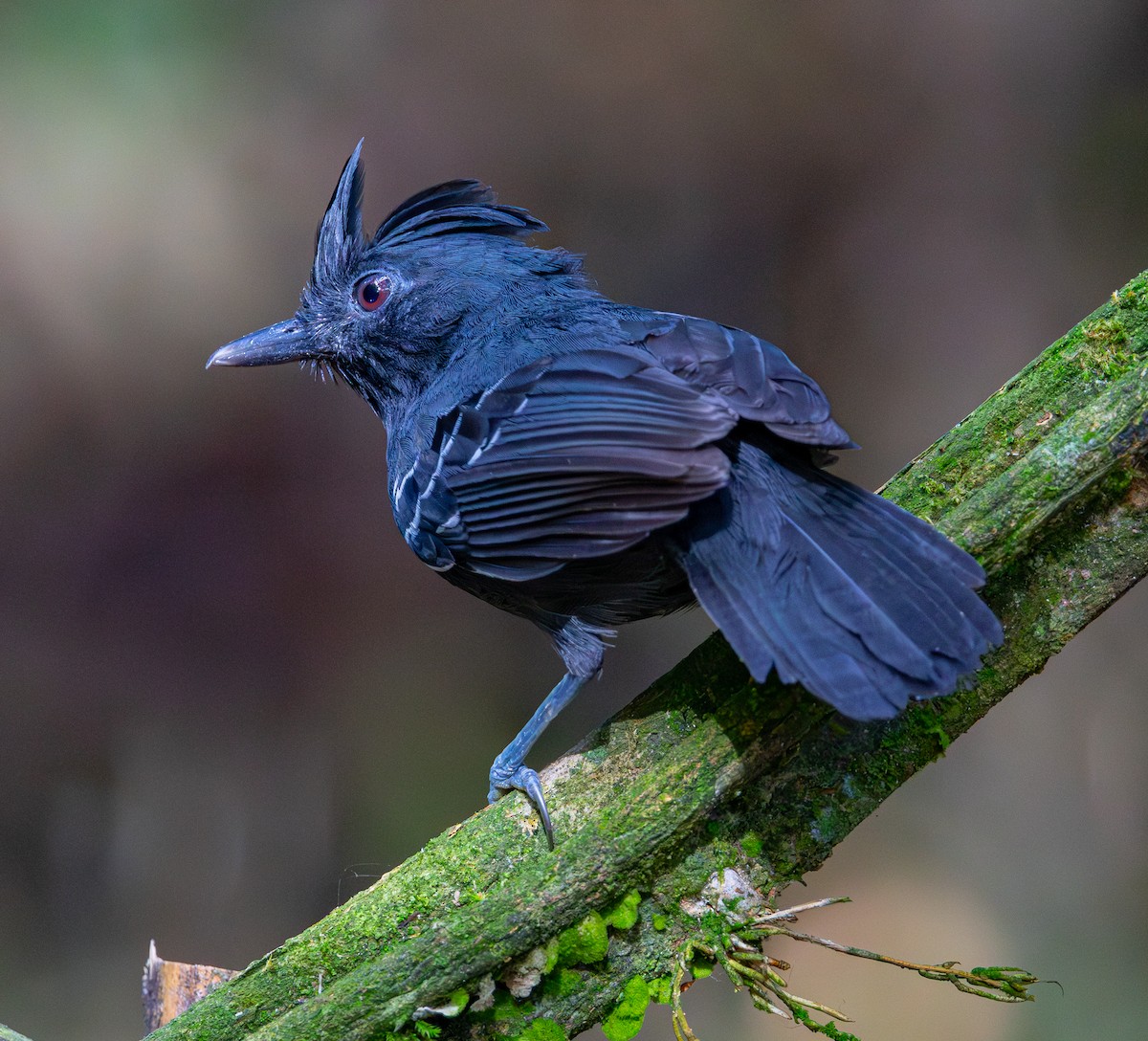 Alapi huppé - ML644175287