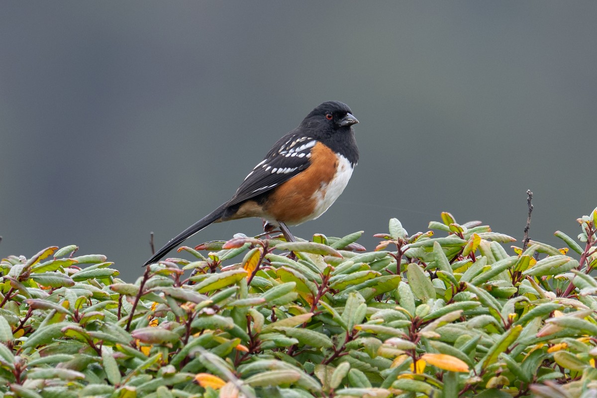 Spotted Towhee - ML644175290
