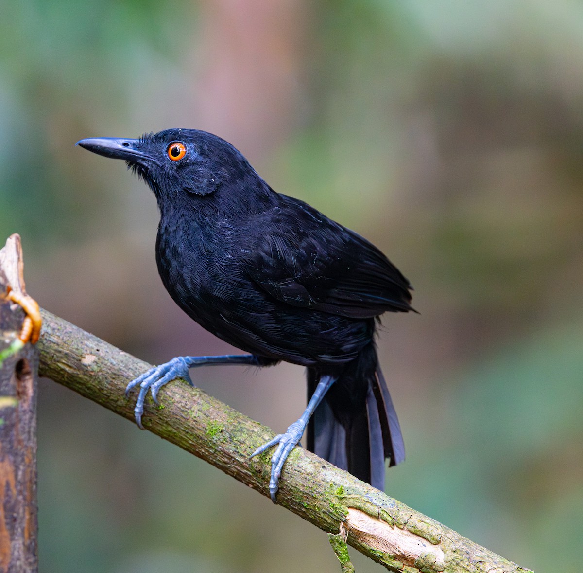 Goeldi's Antbird - ML644175296