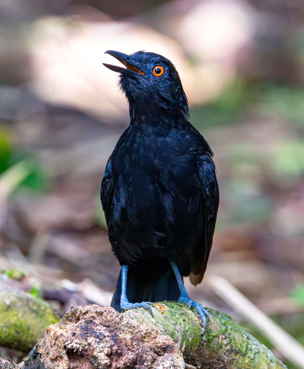 Goeldi's Antbird - ML644175297