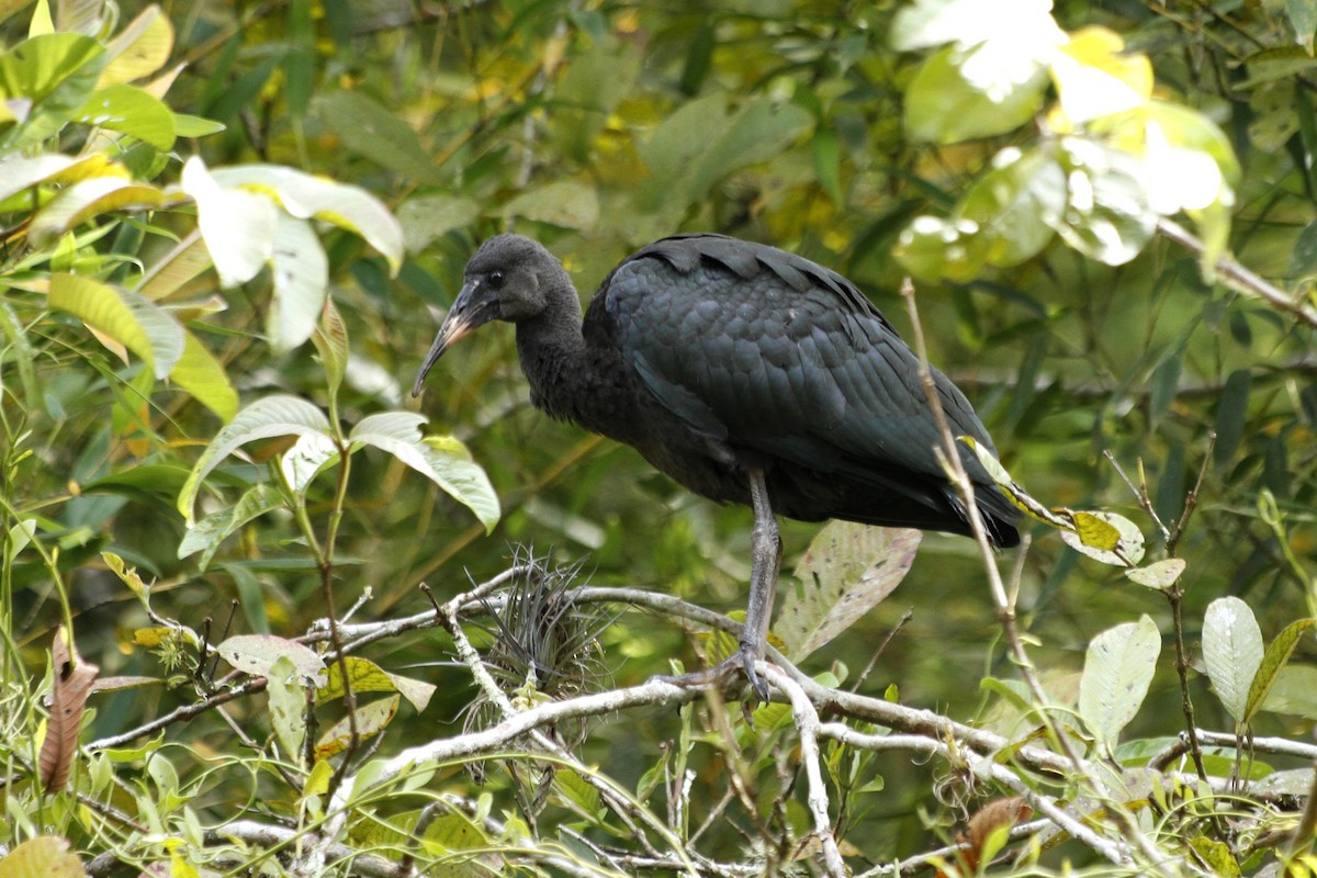 Bare-faced Ibis - ML644175307