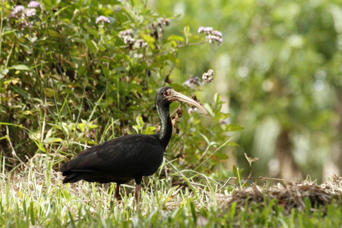 Bare-faced Ibis - ML644175308