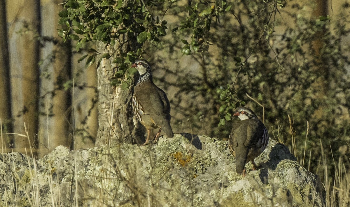 Red-legged Partridge - ML644175310