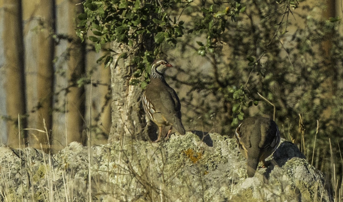 Red-legged Partridge - ML644175313
