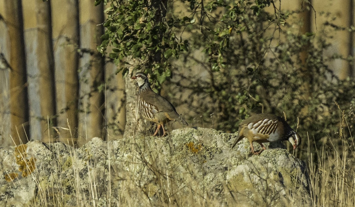 Red-legged Partridge - ML644175314