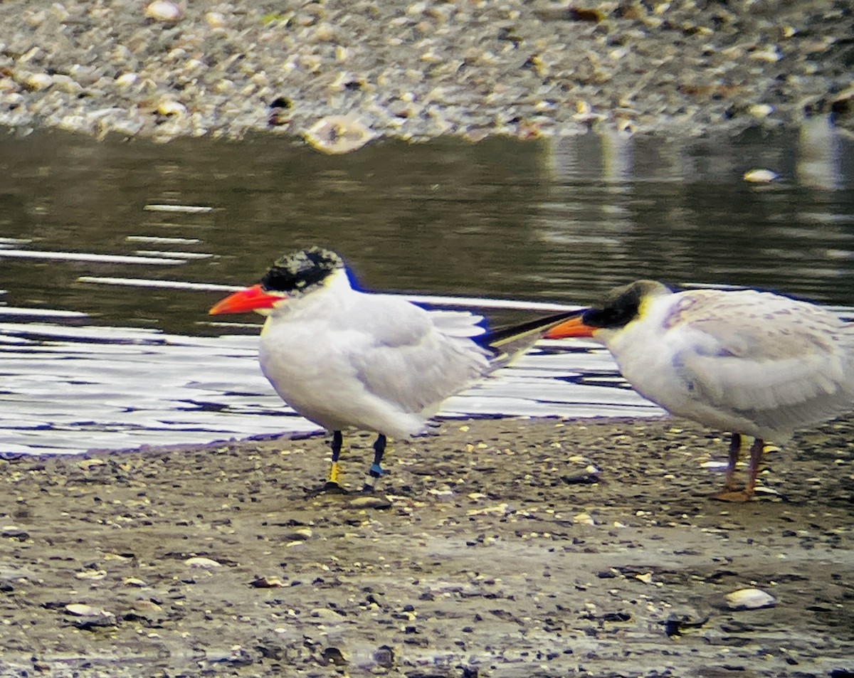 Pagaza Piquirroja - ML644175315