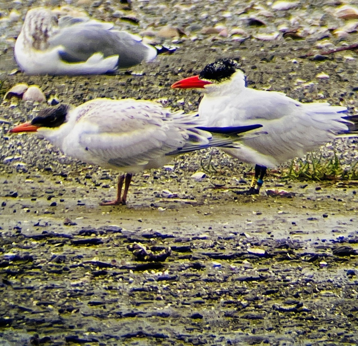 Pagaza Piquirroja - ML644175316