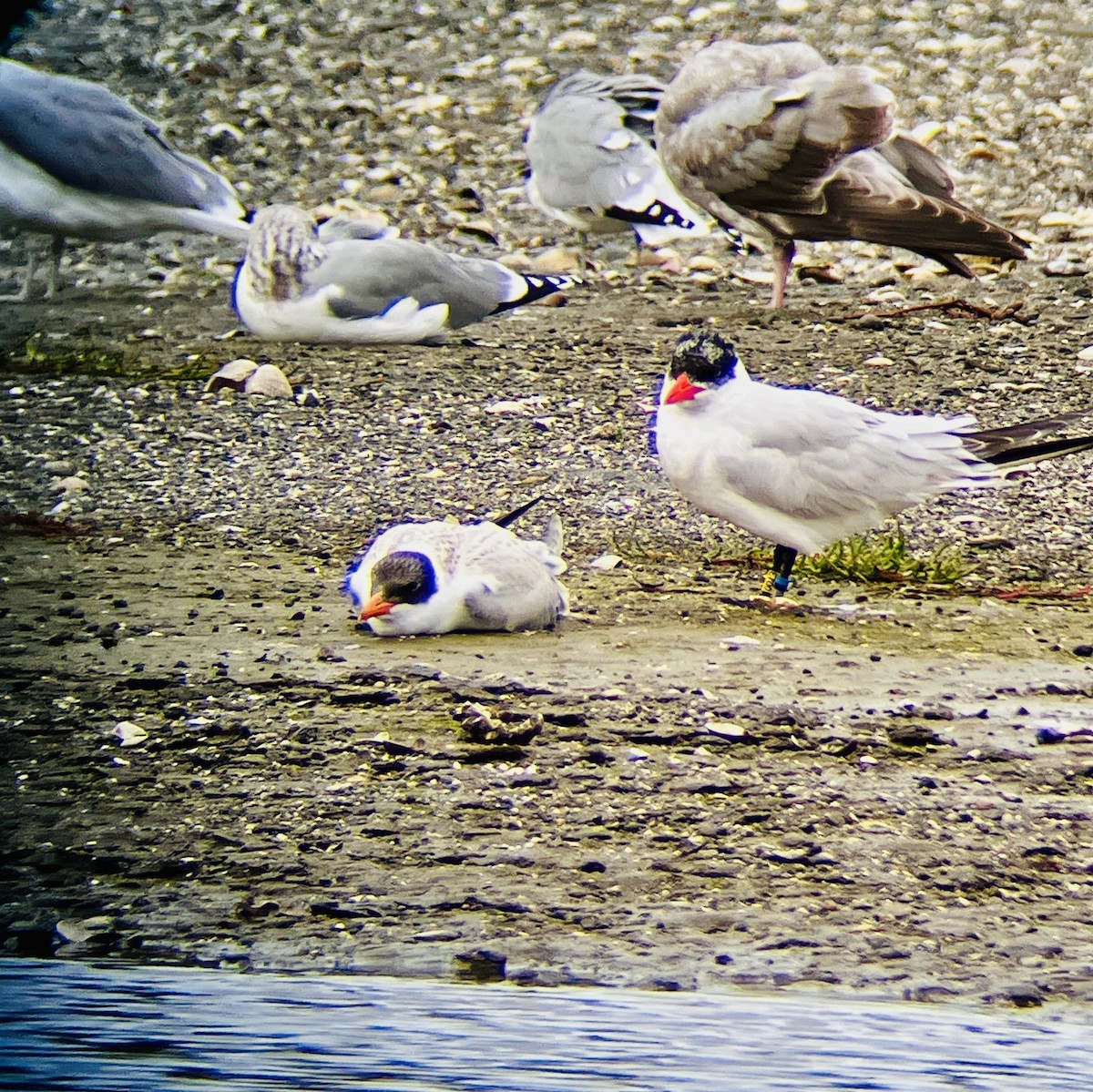 Pagaza Piquirroja - ML644175317