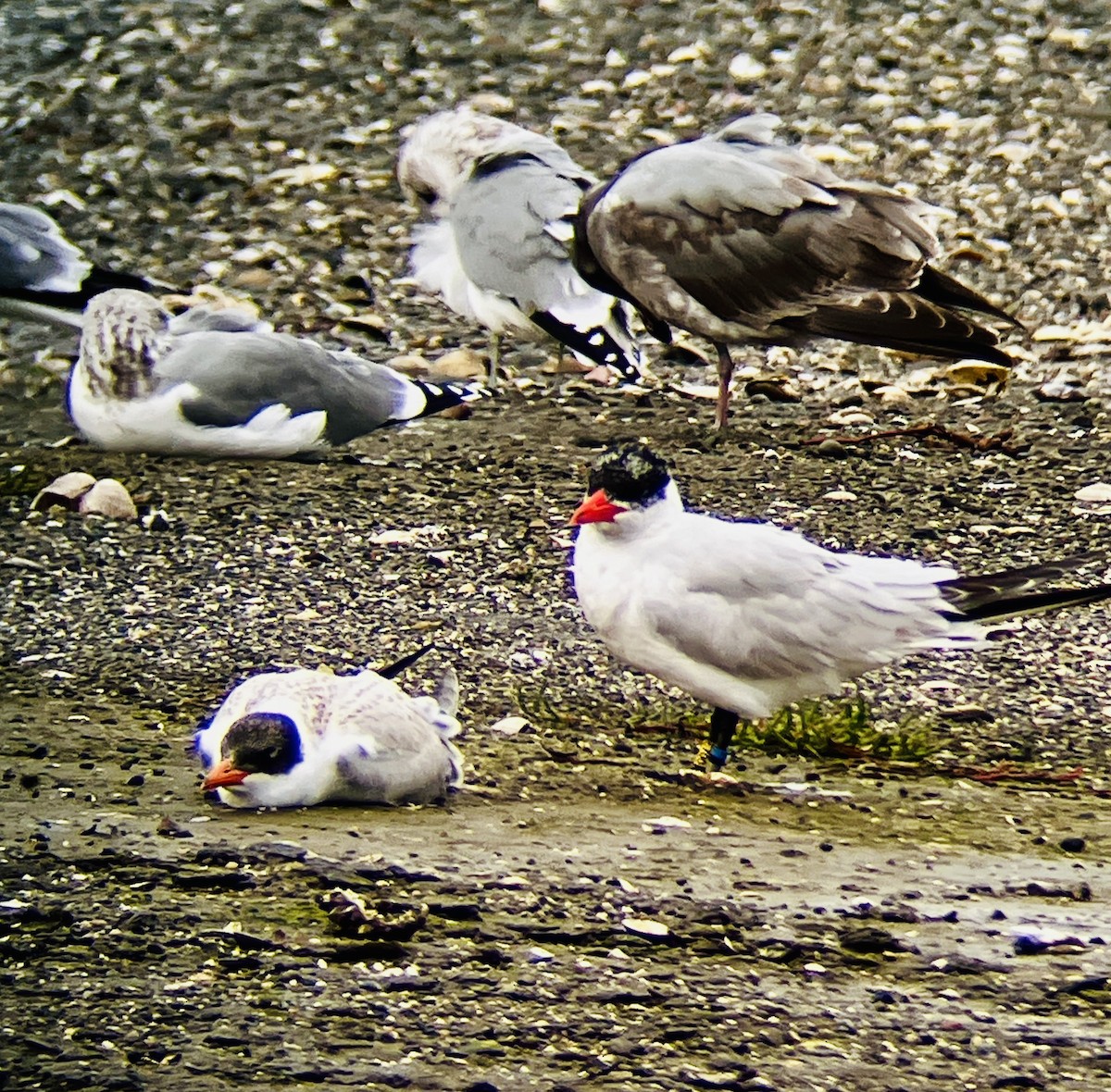 Pagaza Piquirroja - ML644175318