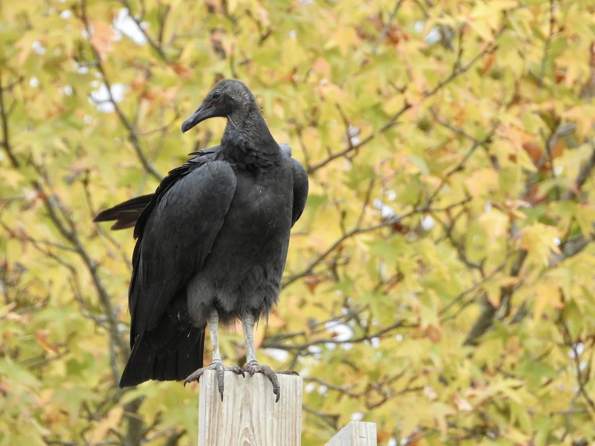 Black Vulture - ML644175325