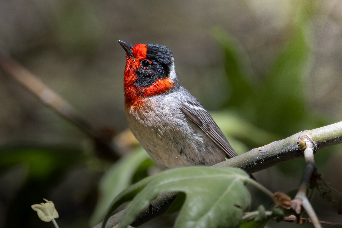 Red-faced Warbler - ML644175392