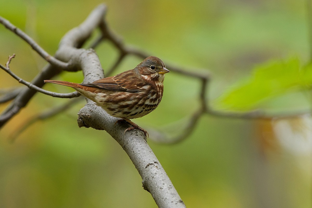 Fox Sparrow - ML644175399
