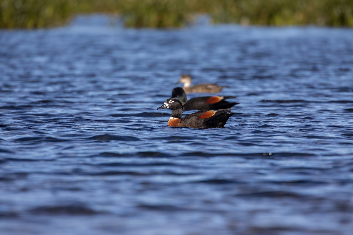 Tadorne d'Australie - ML644175402