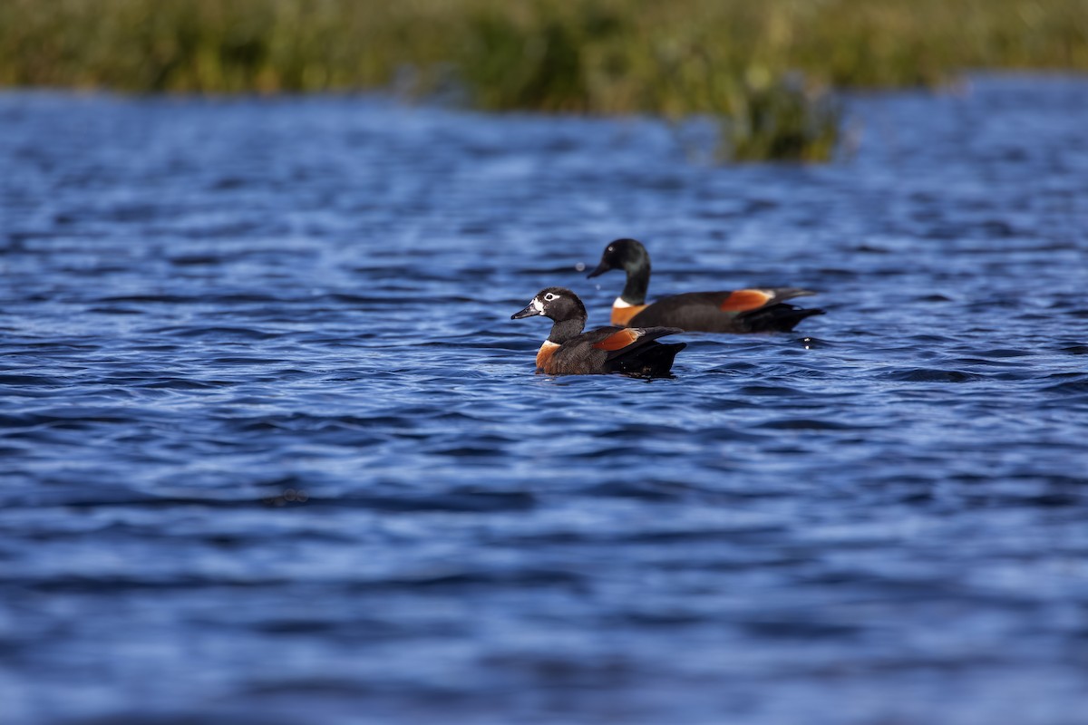 Tadorne d'Australie - ML644175403