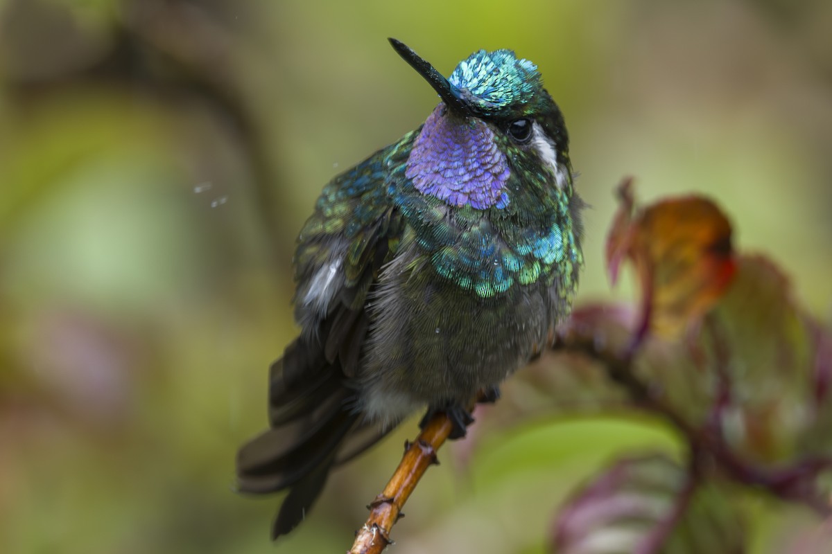 kolibřík fialovohrdlý - ML644175406