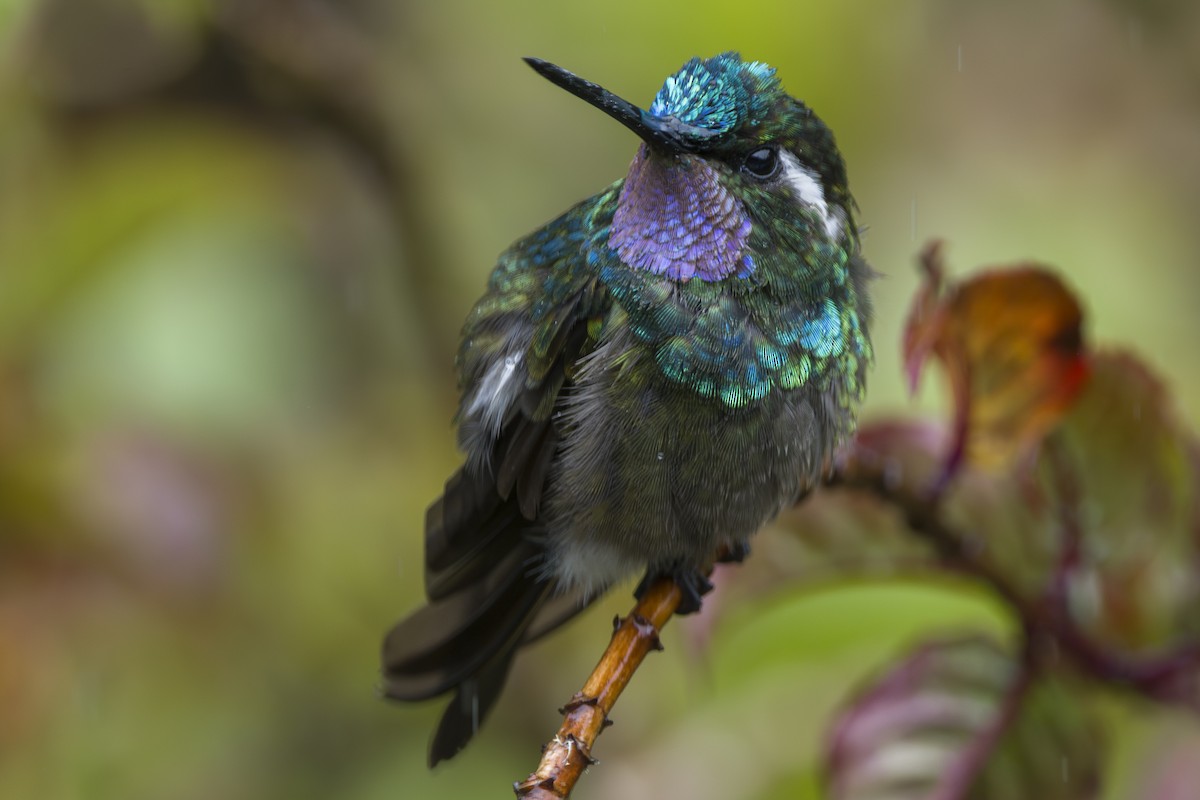 kolibřík fialovohrdlý - ML644175407