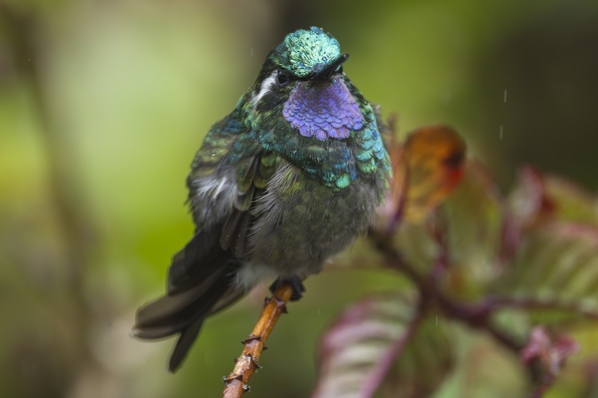 kolibřík fialovohrdlý - ML644175408