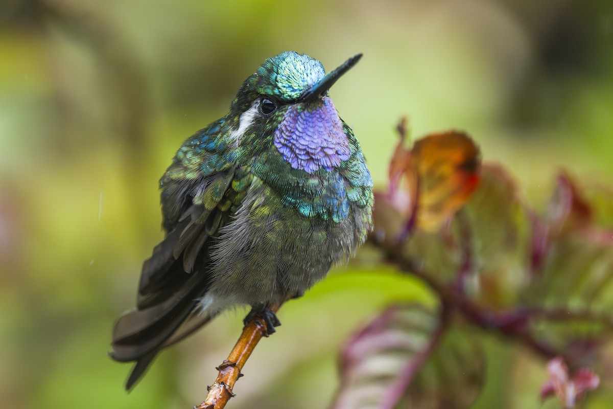 kolibřík fialovohrdlý - ML644175411