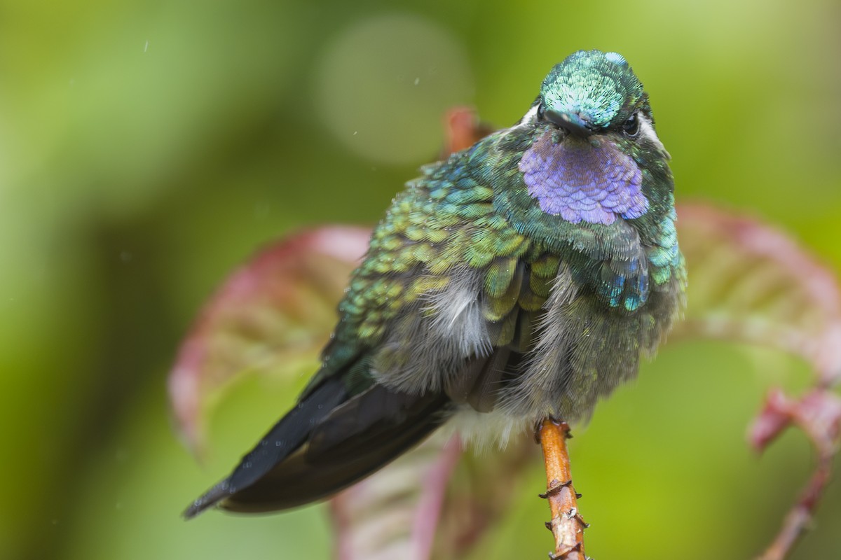 kolibřík fialovohrdlý - ML644175412