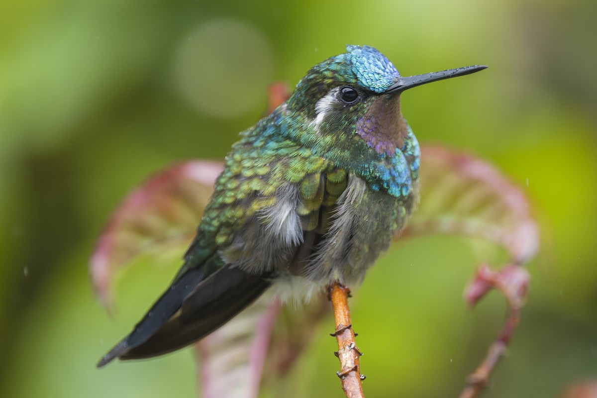 kolibřík fialovohrdlý - ML644175414