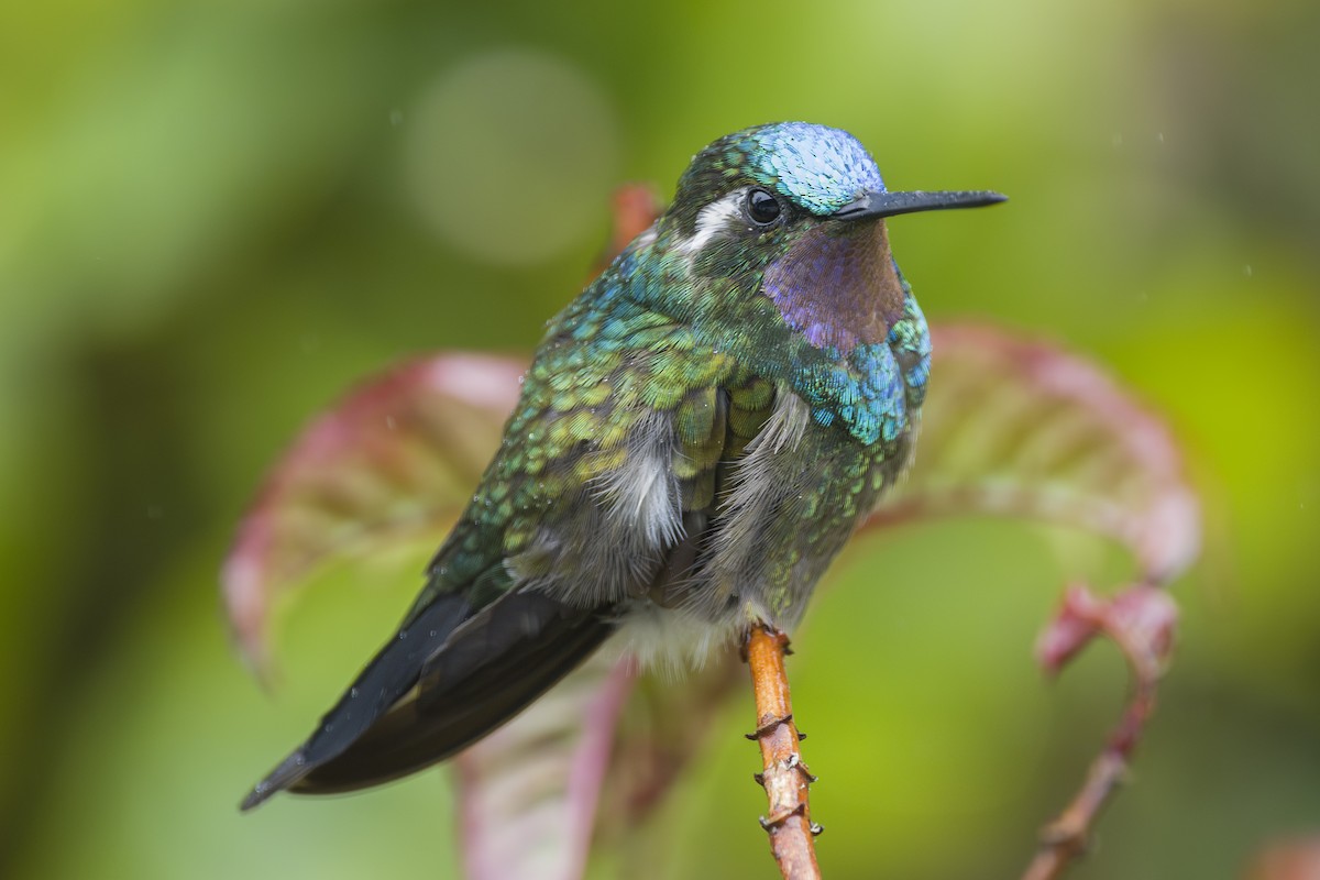 kolibřík fialovohrdlý - ML644175415