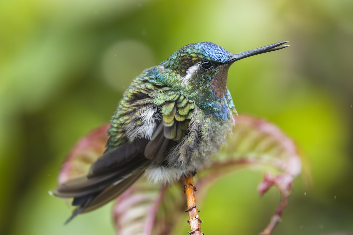 kolibřík fialovohrdlý - ML644175416