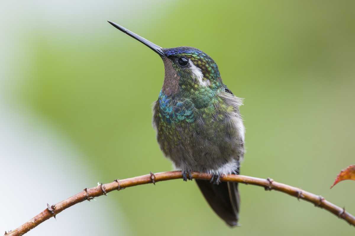 kolibřík fialovohrdlý - ML644175417