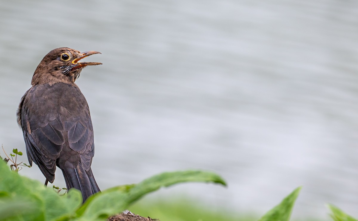 mandarintrost - ML644175427