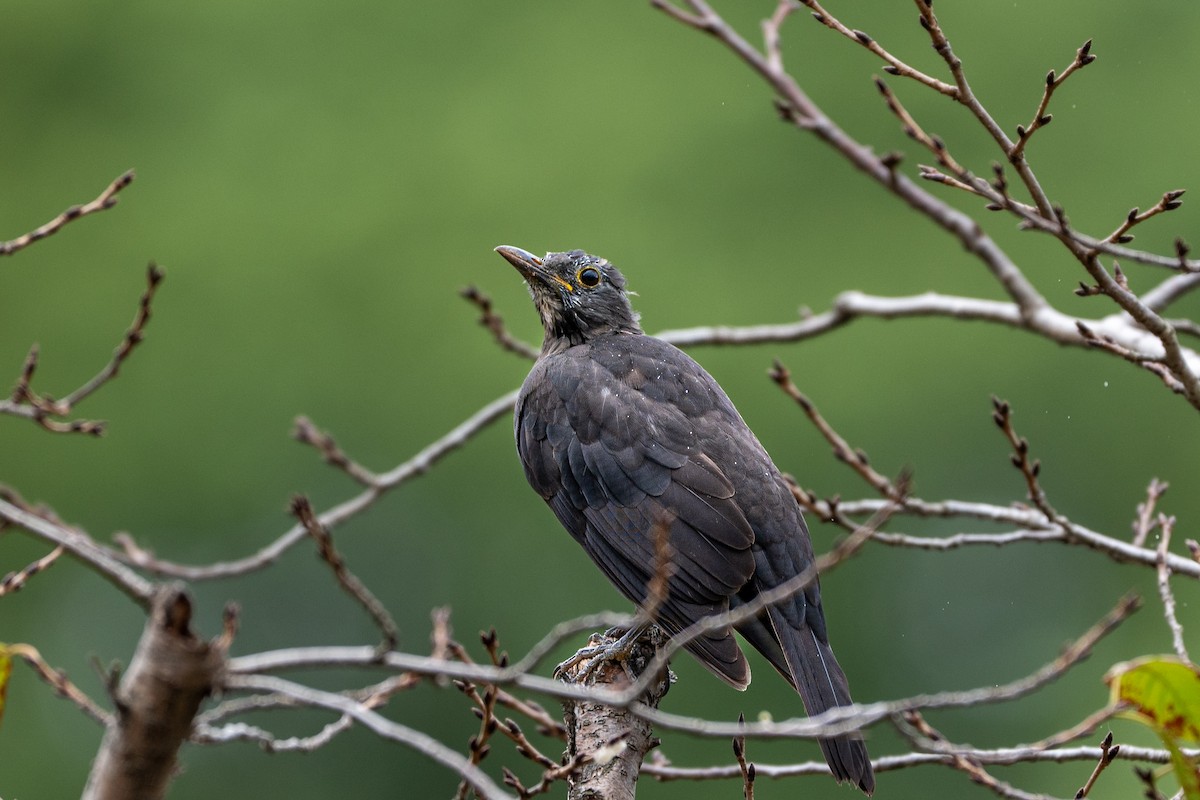 mandarintrost - ML644175428