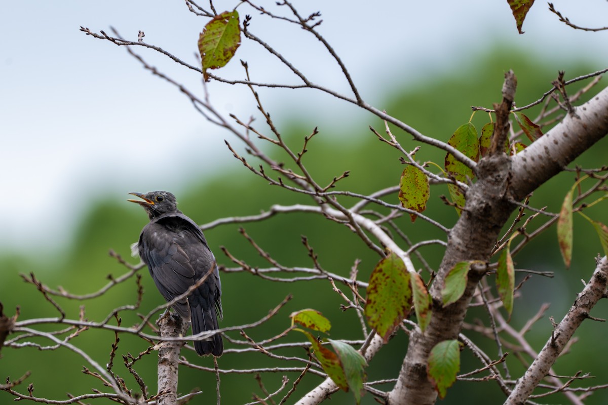 mandarintrost - ML644175429