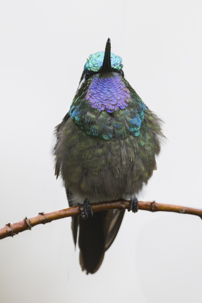 kolibřík fialovohrdlý - ML644175438