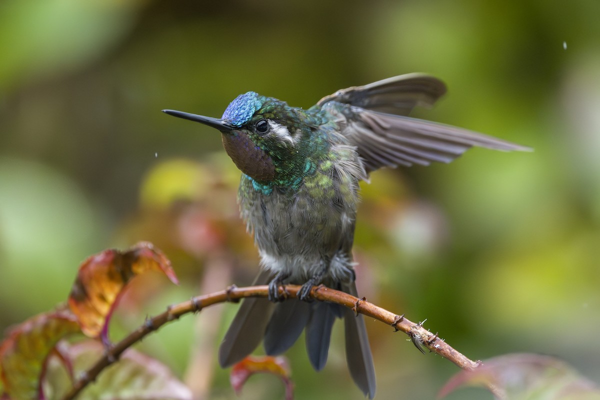 kolibřík fialovohrdlý - ML644175439