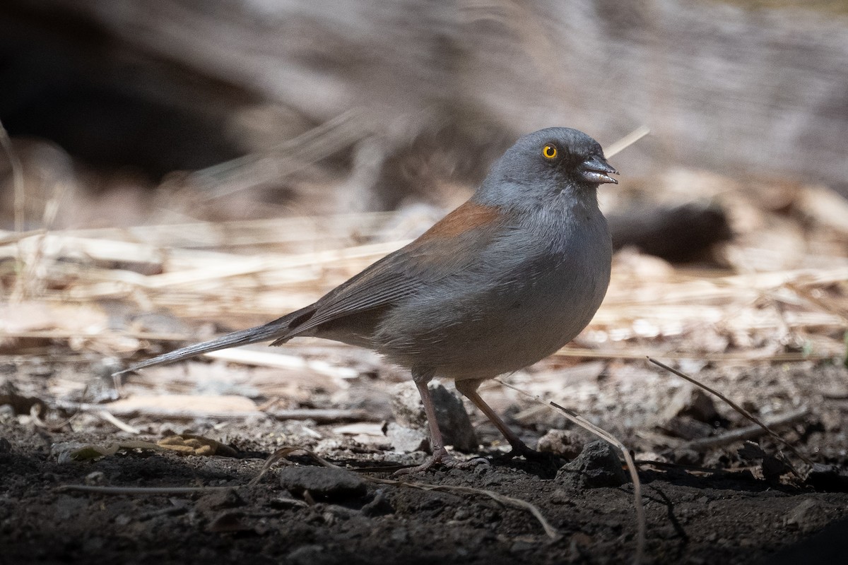 Yellow-eyed Junco - ML644175442