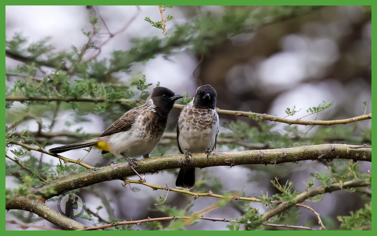 Common Bulbul (Dodson's) - ML644175443