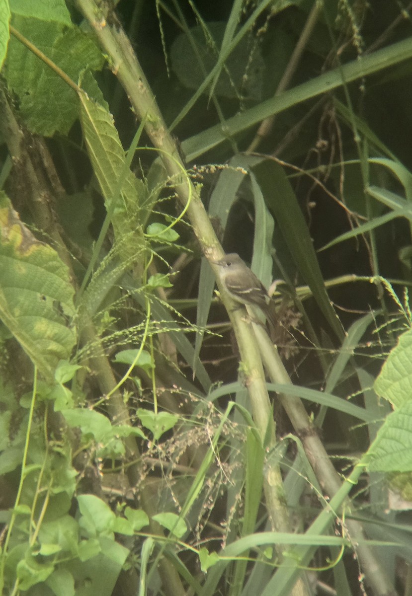 Eastern Wood-Pewee - ML644175453