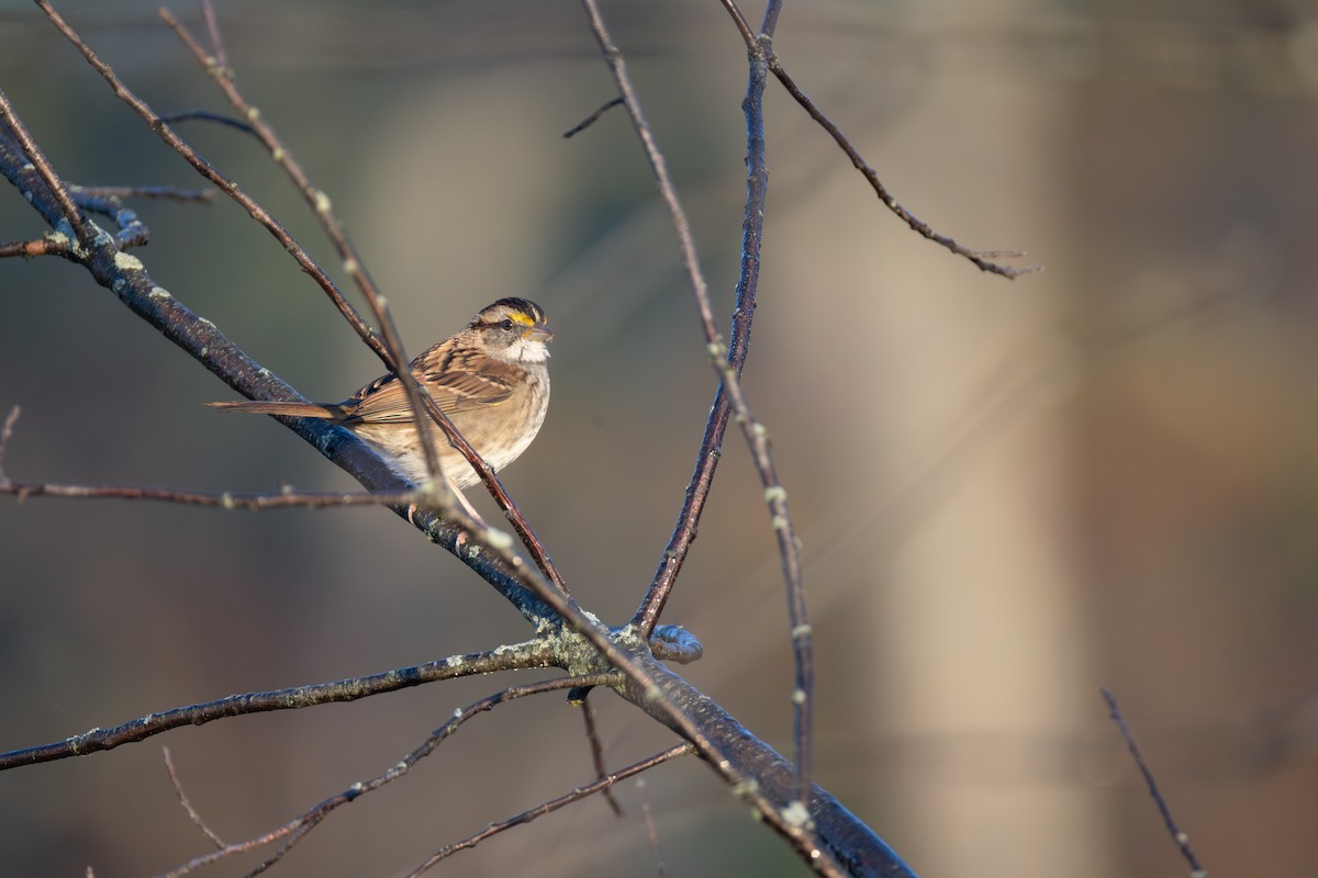 White-throated Sparrow - ML644175460