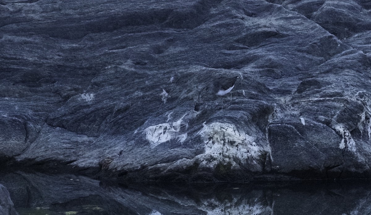 vodouš kropenatý - ML644175466