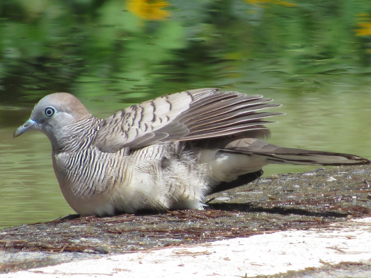 Zebra Dove - ML644175472