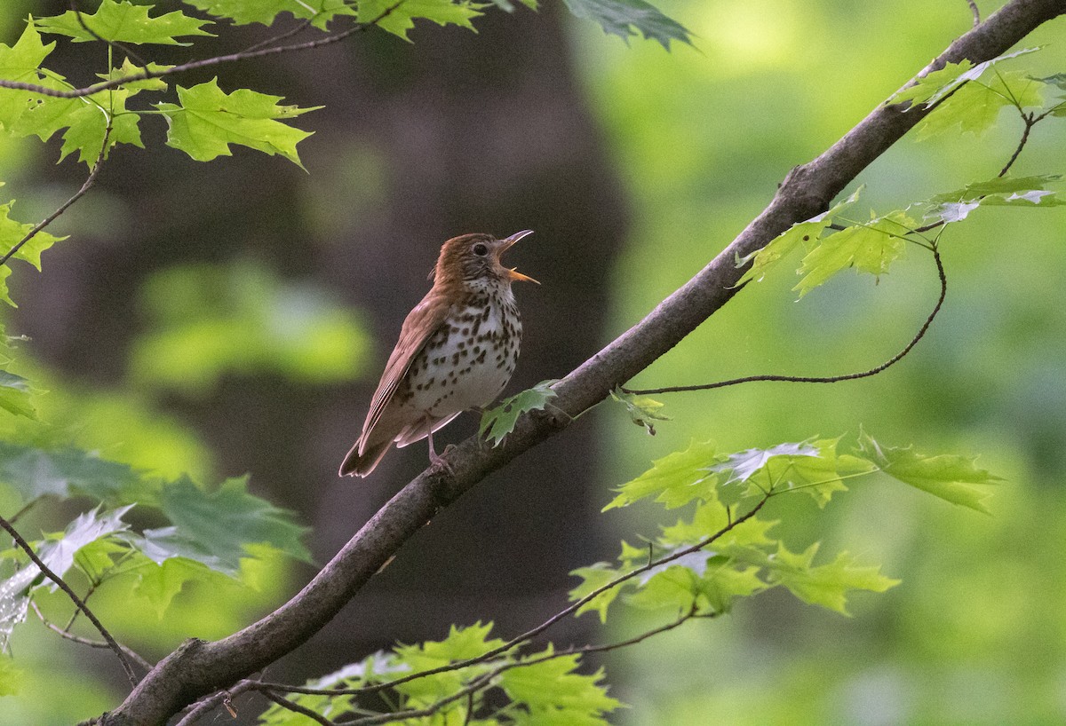 Wood Thrush - ML644175476