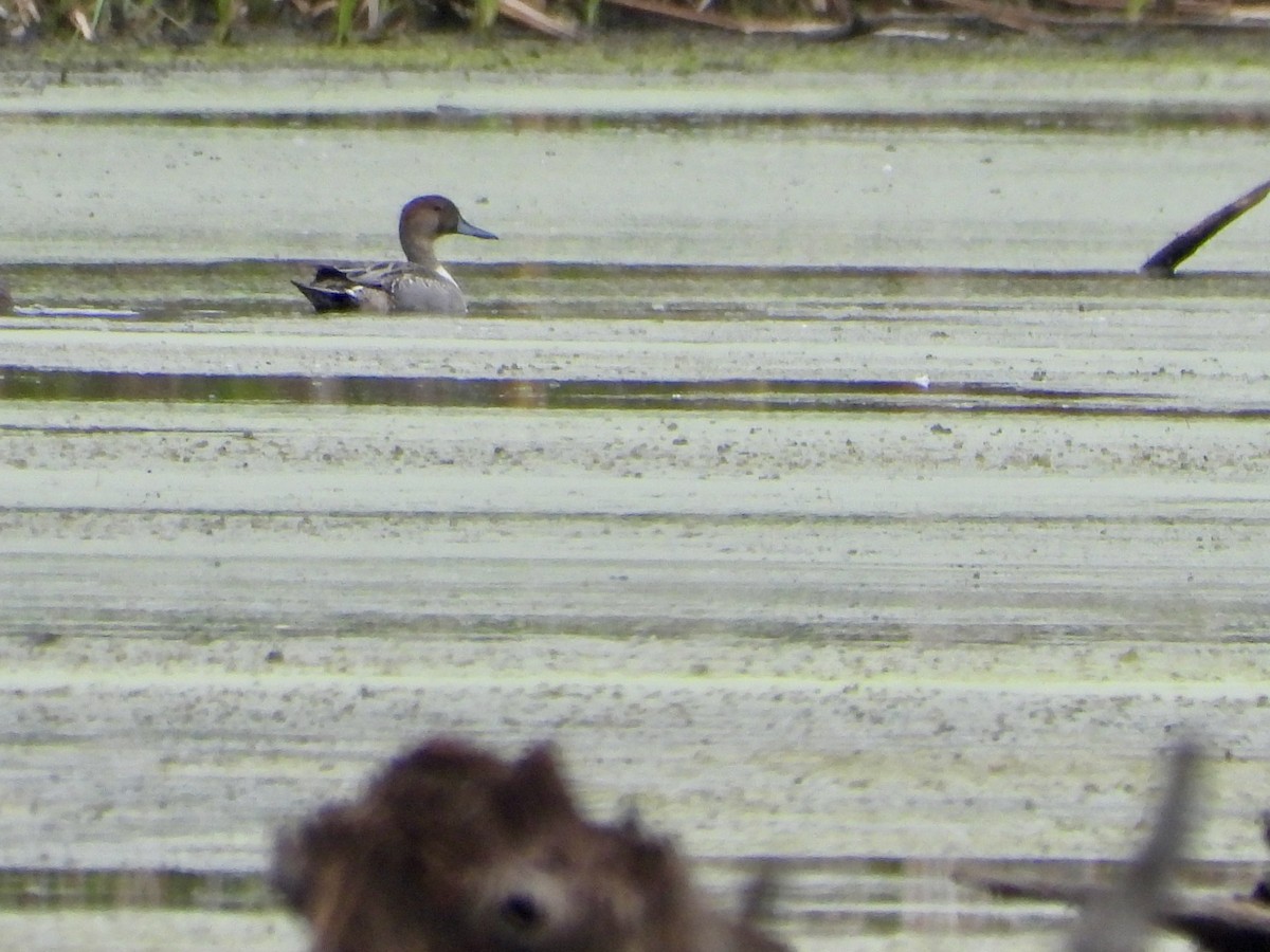 Northern Pintail - ML644175488