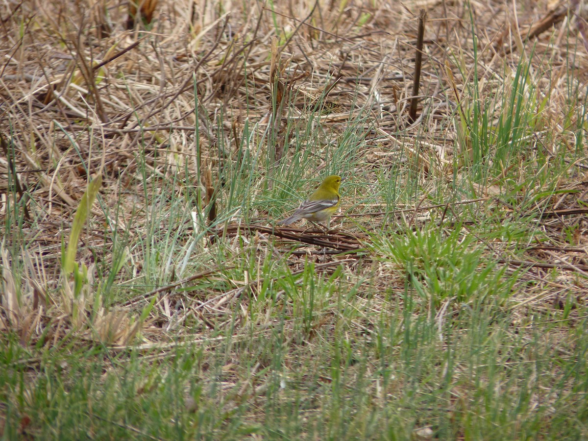 Pine Warbler - ML644175491